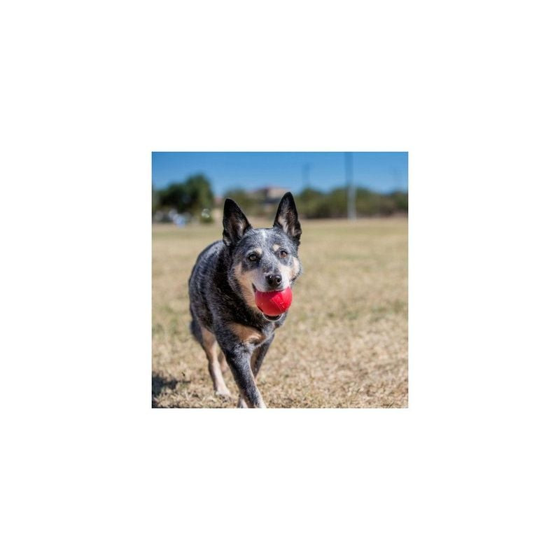 Chien heureux tenant la KONG Ball M dans la gueule, mettant en valeur un jouet durable pendant le je