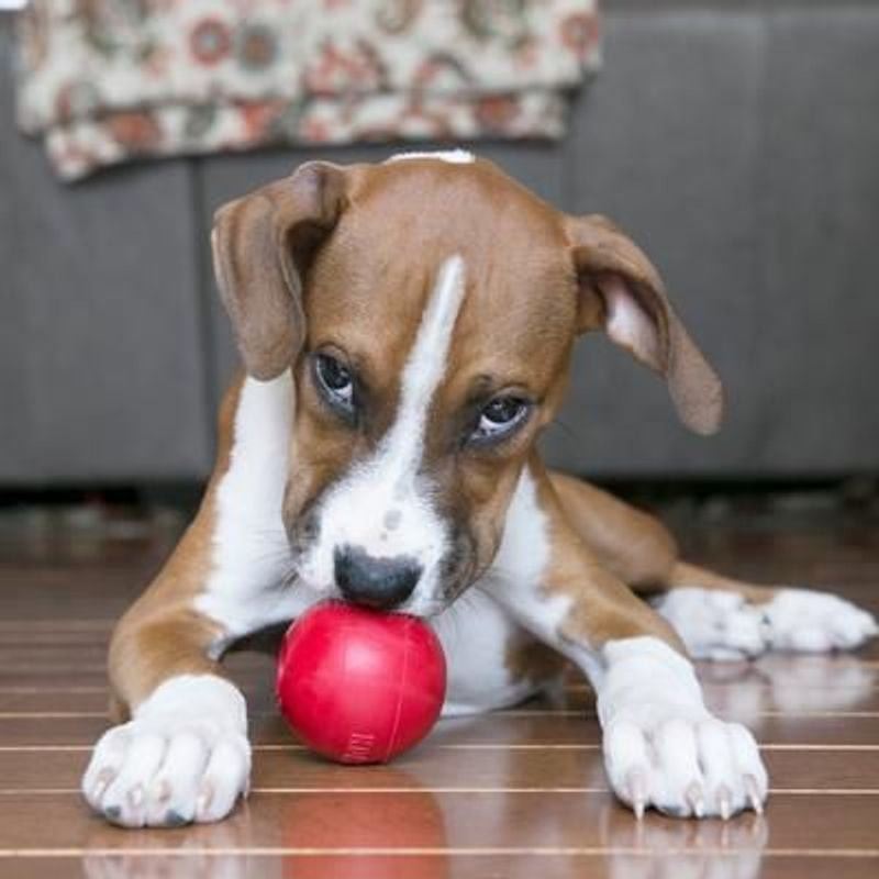 Chien de taille moyenne courant et rapportant la balle KONG Ball M dans un cadre extérieur herbeux.