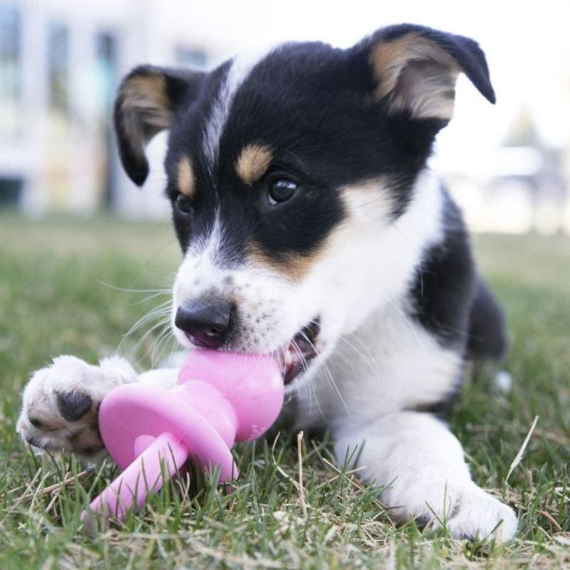 Chiot mâchant le jouet KONG Binkie M, image lifestyle montrant le soulagement de la dentition.