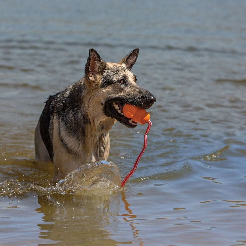 Chien jouant à rapporter le jouet flottant KONG Aqua M dans une piscine.