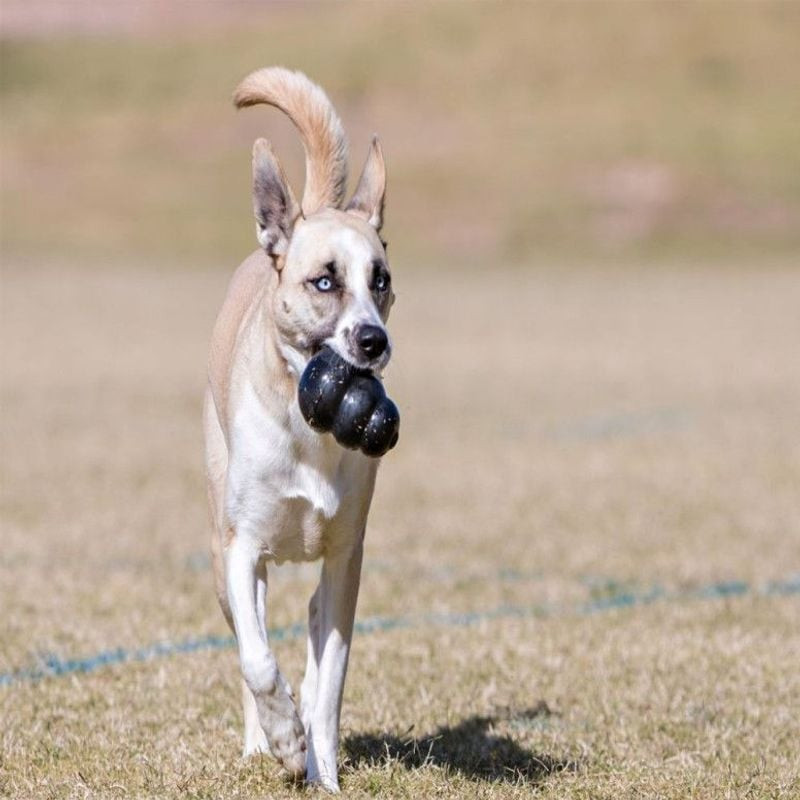 Gros plan du jouet pour chien KONG Extreme XL avec une friandise à l'intérieur, mettant en valeur la