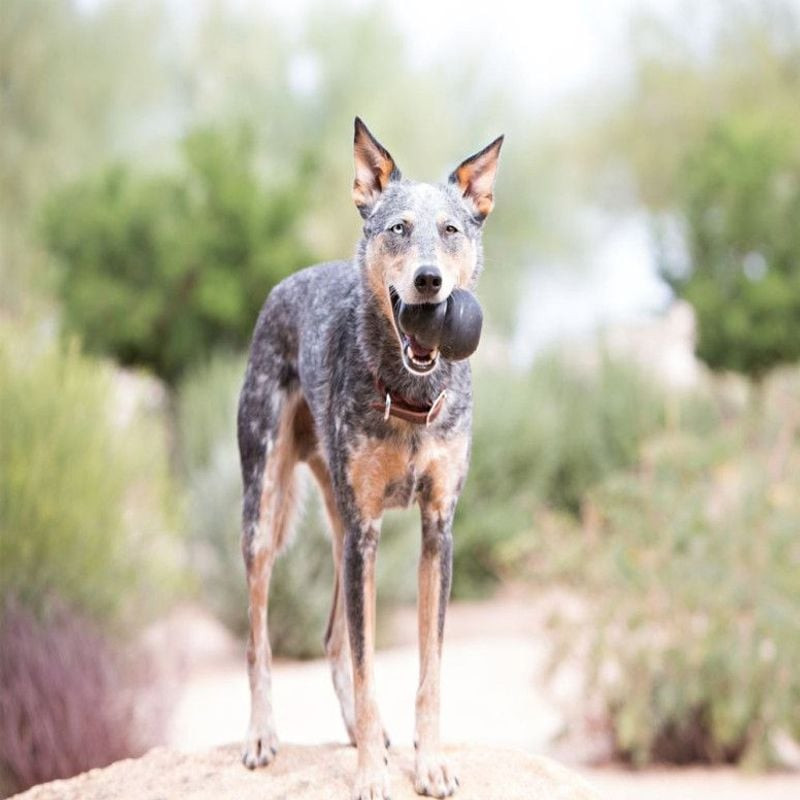 Image lifestyle d'un grand chien jouant avec le jouet KONG Extreme L en extérieur.