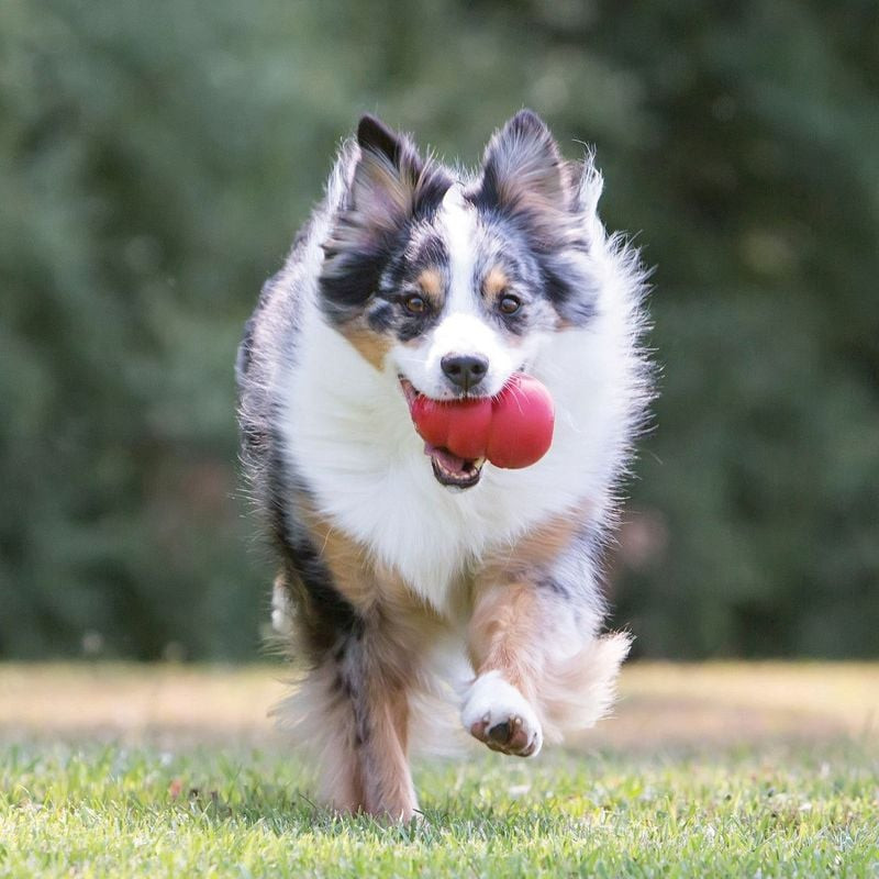 Un petit chien jouant à rapporter avec un jouet en caoutchouc rouge KONG Classic S, rebondissant de 