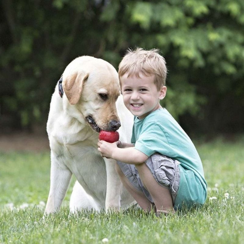 Chien assis avec le jouet KONG Classic XS dans la gueule, l'air engagé et content, montrant la taill