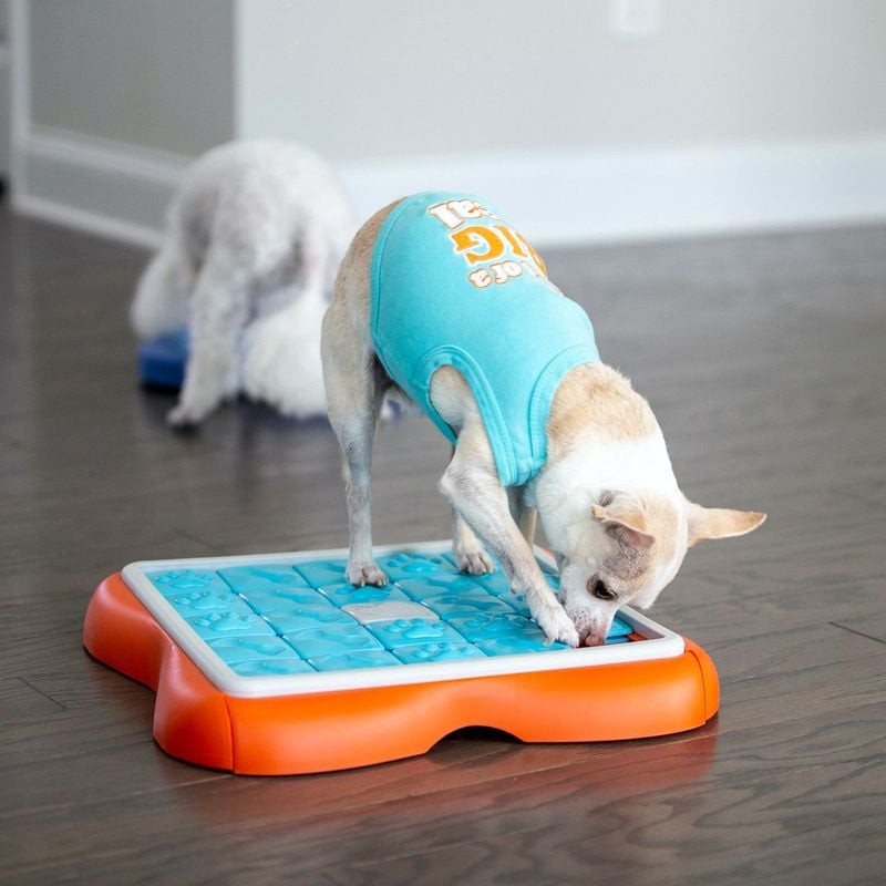 Chien jouant avec le puzzle Nina Ottosson Challenge Slide, poussant les glissières pour trouver des 