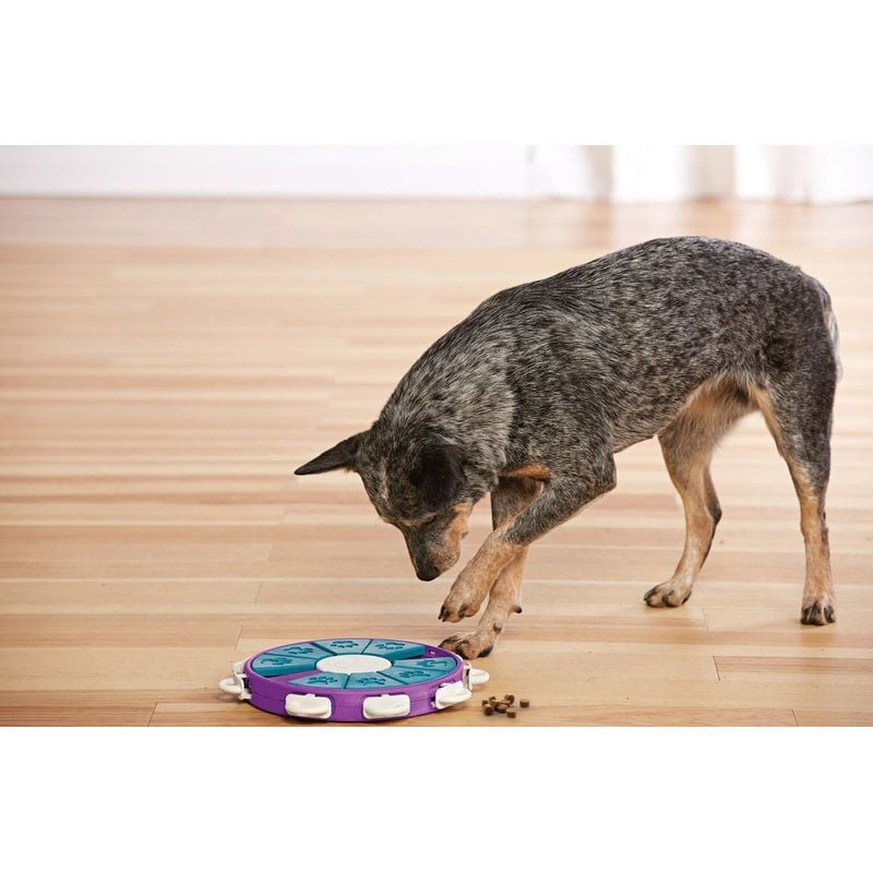 Chien heureux récupérant une friandise du jeu d'intelligence Dog Twister de Nina Ottosson, démontran