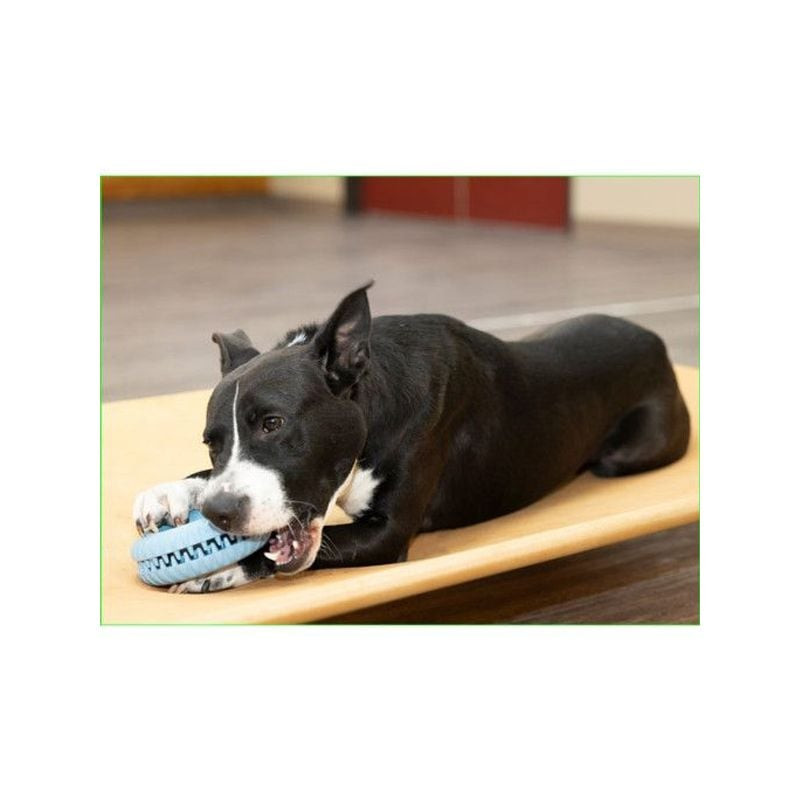 Grand chien jouant avec Starmark Snapper Trapper Tire L sur une pelouse, distribuant des friandises.