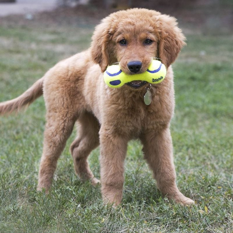 Chien de taille moyenne jouant à rapporter avec le KONG AirDog Squeaker Dumbbell M dans un parc enso