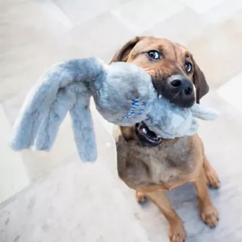 Grand chien jouant avec le jouet ours KONG Wubba Friends L dans une cour herbeuse, action de tirage.