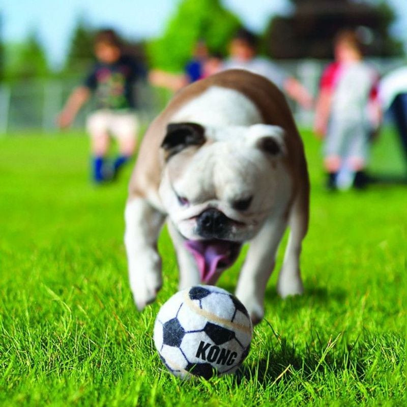 Chien attrapant une balle KONG Sport en plein vol dans un jardin herbeux.